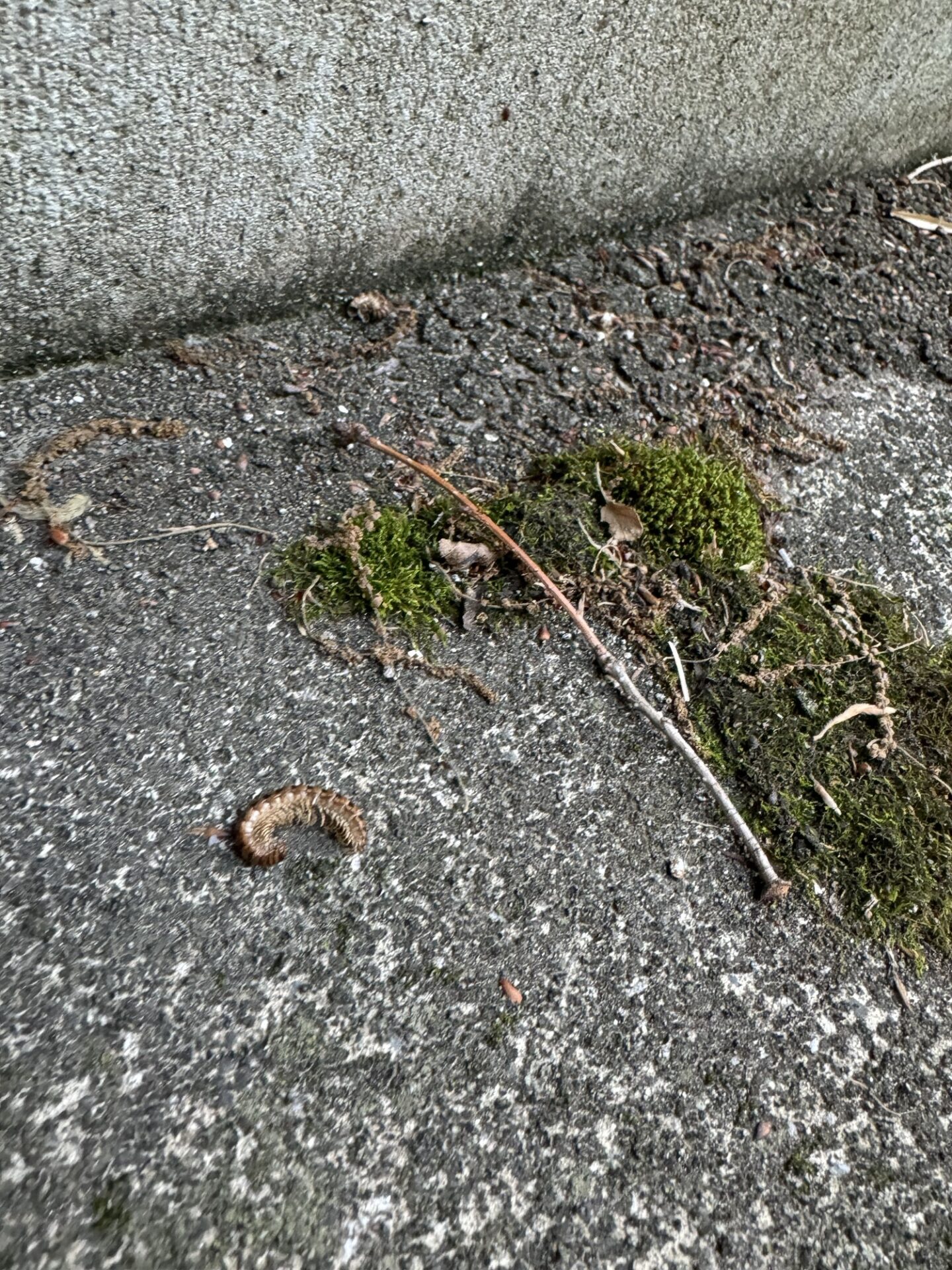 死んでいるヤスデ