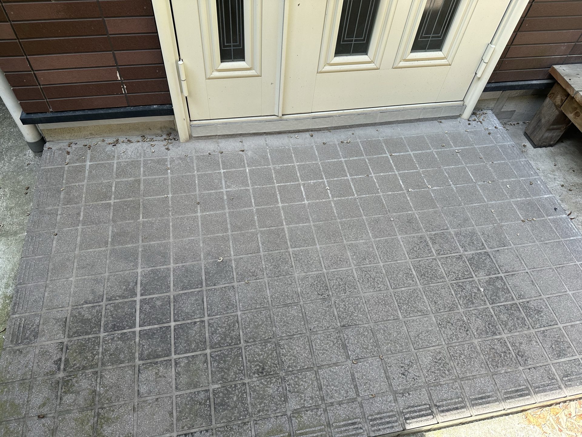 アルミテープを乗り越えて侵入したヤスデ