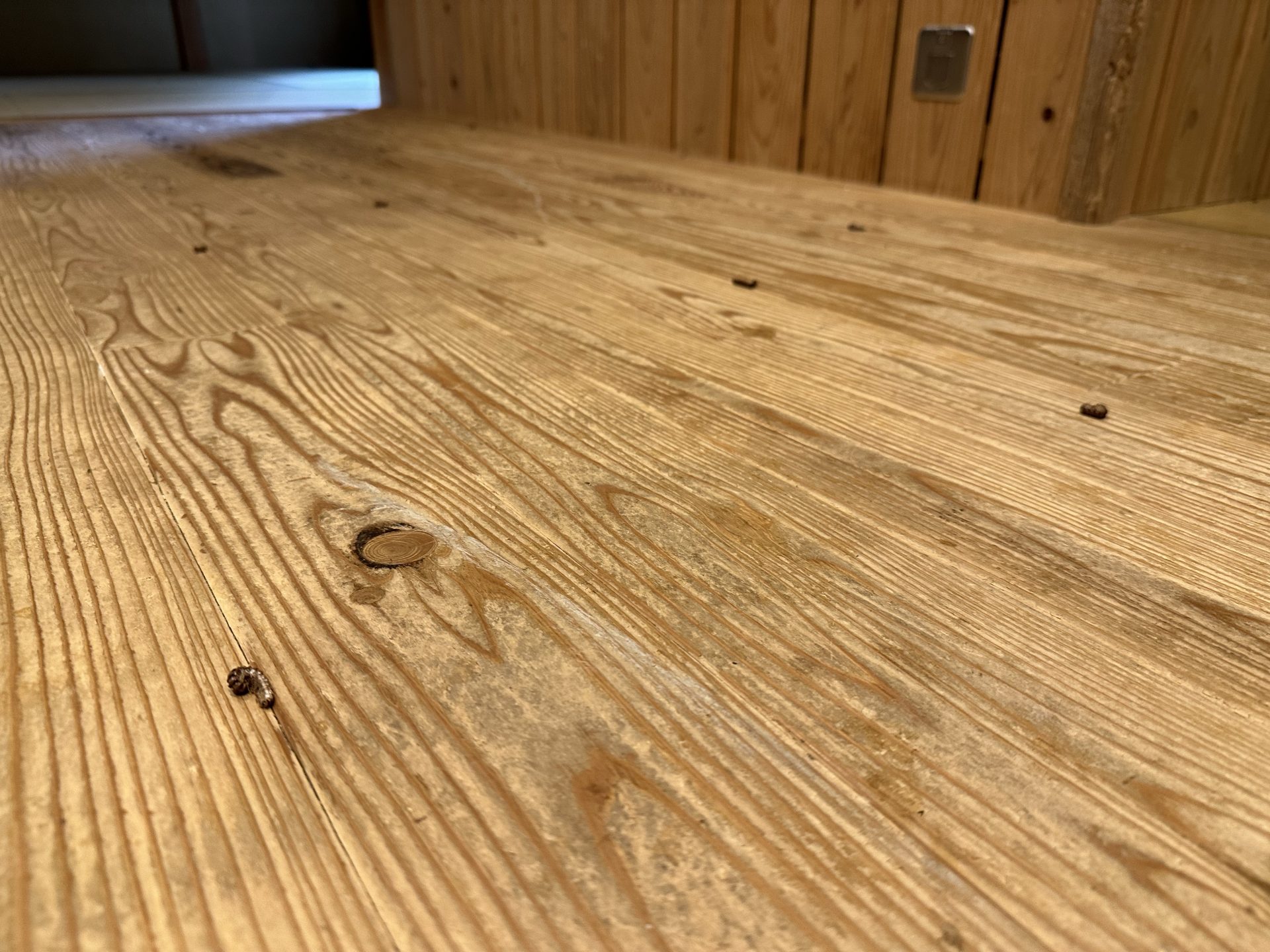 室内に侵入したヤスデの死骸