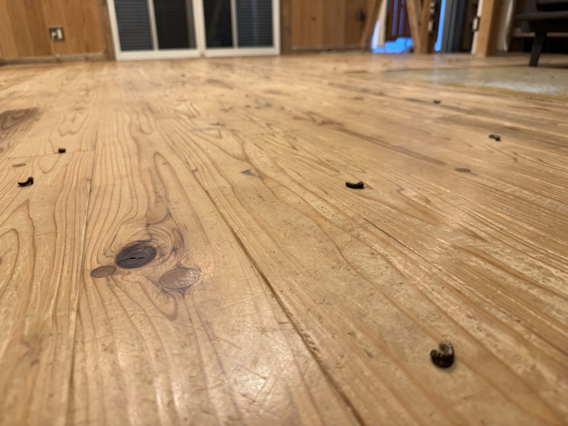 屋内に侵入した大量のヤスデ