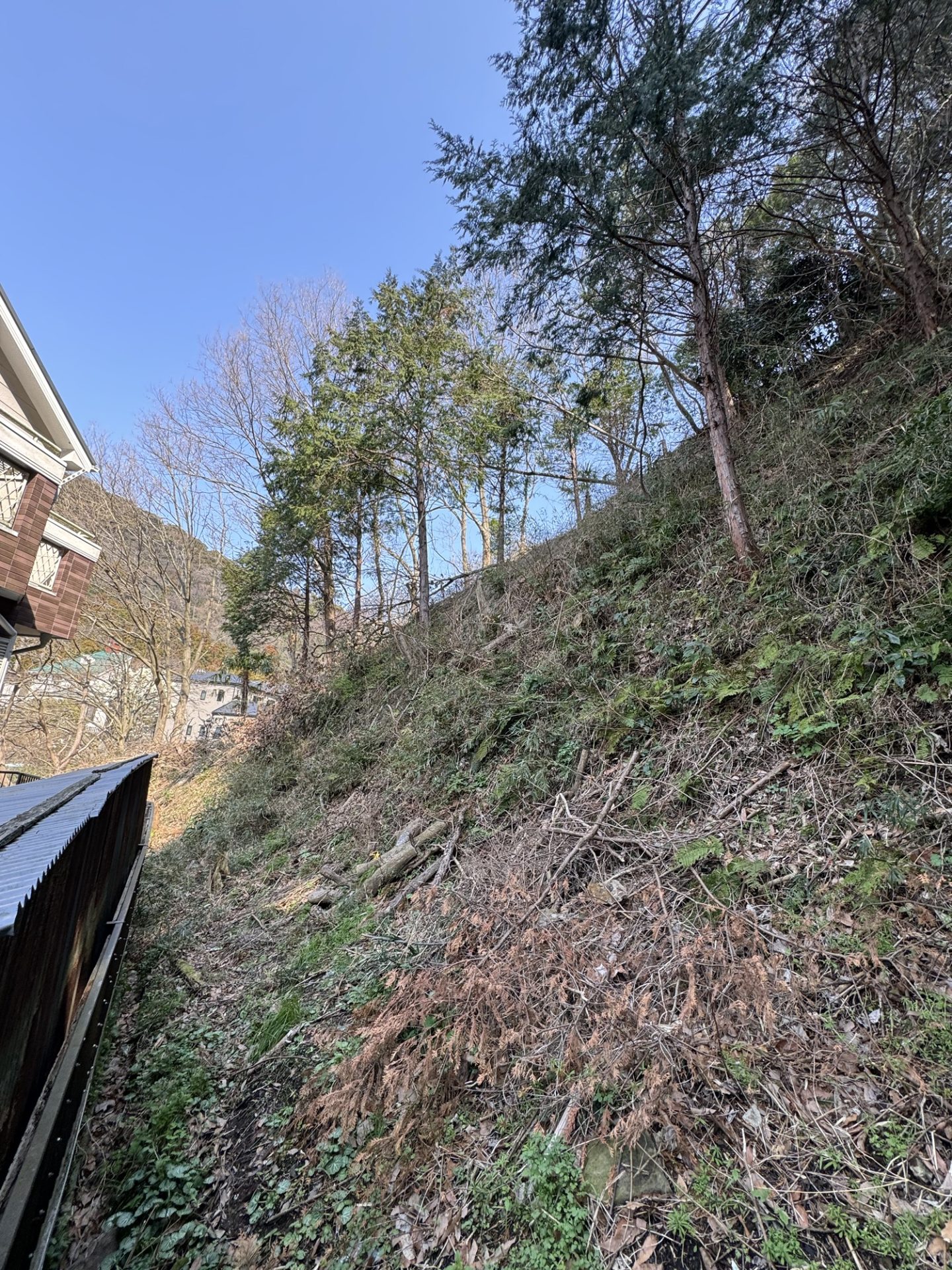 伐採後の日当たりが改善した敷地