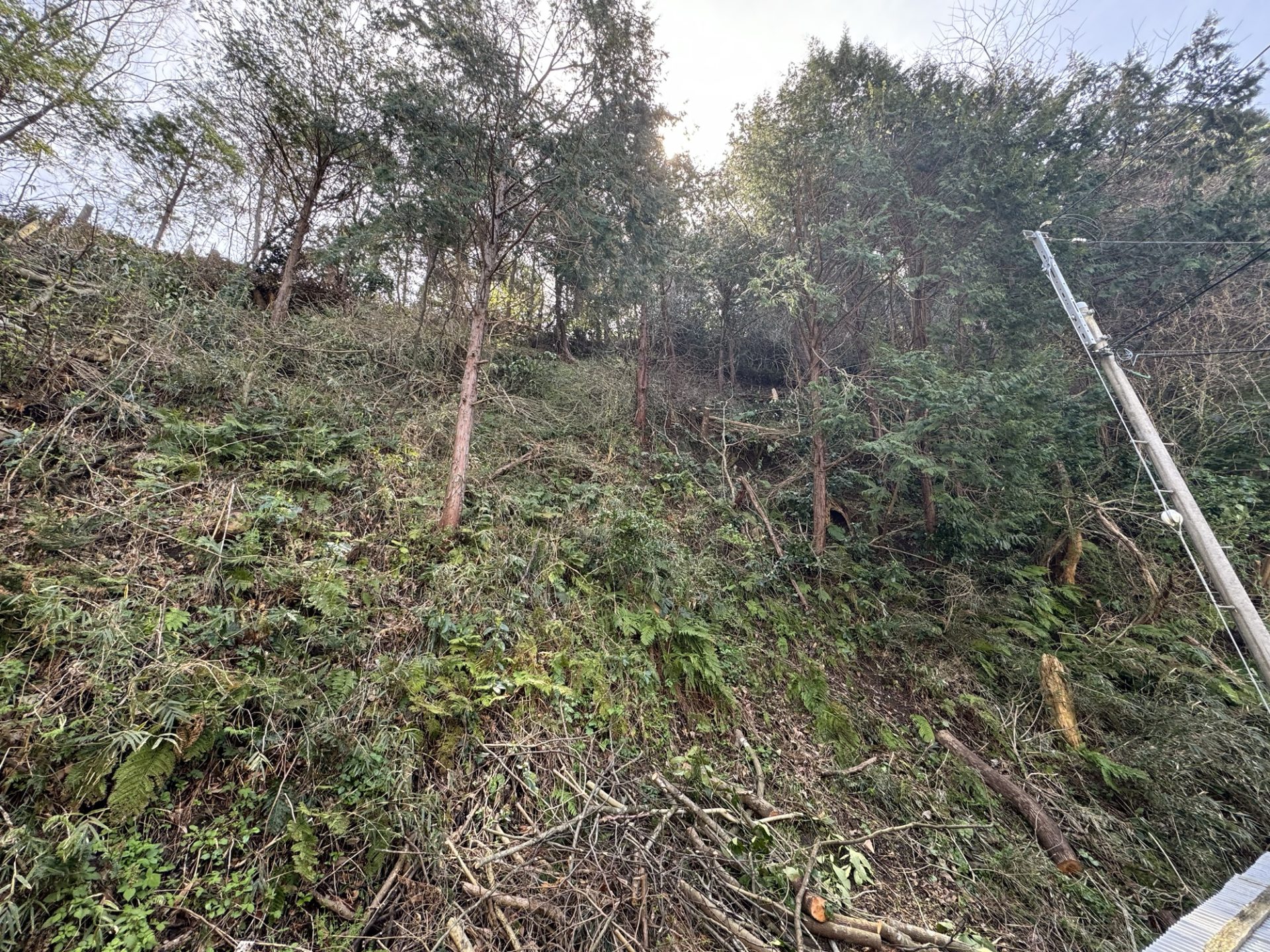 伐採作業後の敷地の様子